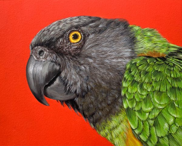 'Parrot' by Jo Gray